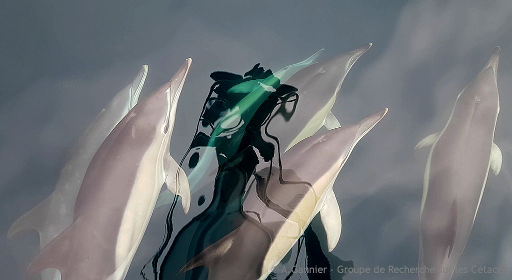 Delphinus Riddle Les Delphinus stars du Phare Ouest - Projet Moana Gascogne – Groupe de ...